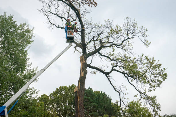 Best Tree Trimming and Pruning  in Wheatland, WY