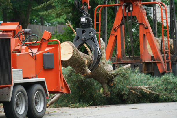 Best Utility Line Clearance  in Wheatland, WY