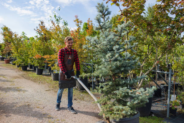 How Our Tree Care Process Works  in  Wheatland, WY